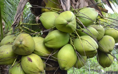 Coco Tree